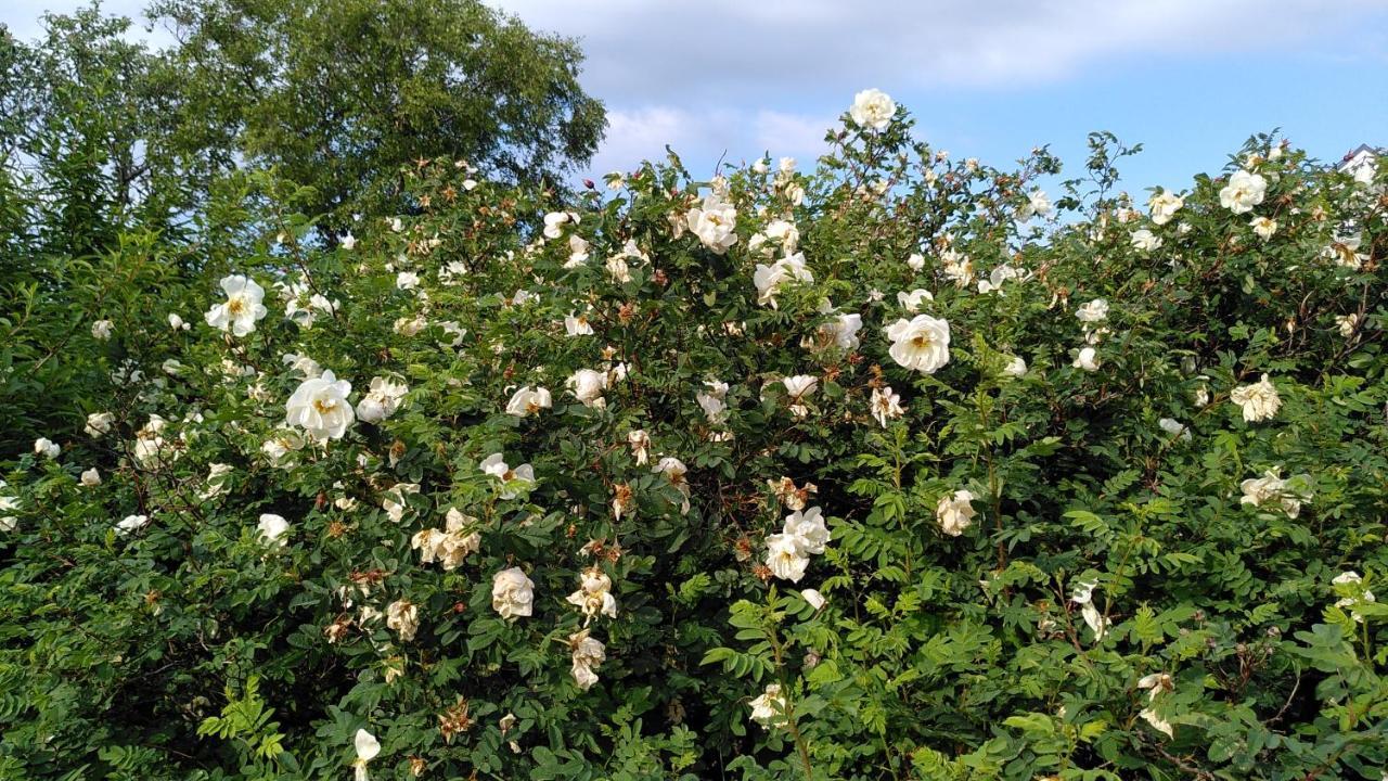 Lilla Mysstuga I Havsnaera Villa Varberg Bagian luar foto